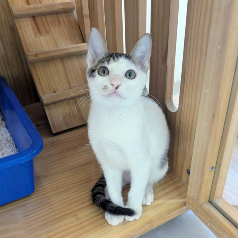 新竹縣動物保護教育園區,編號:459038, 混種貓                 