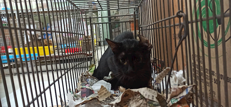 金門縣動物收容中心,編號:466320, 混種貓                 