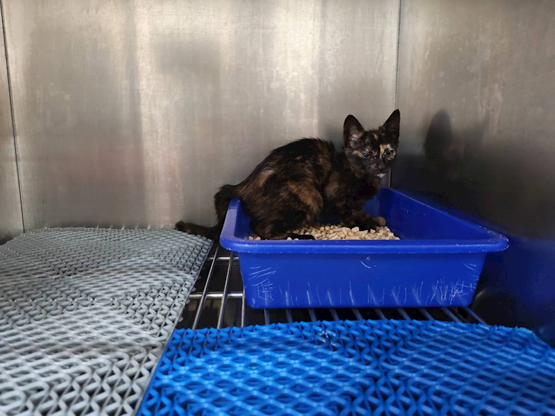 桃園市動物保護教育園區,編號:451518, 混種貓                 