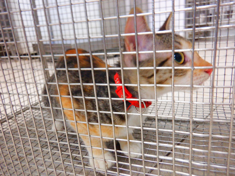 南投縣公立動物收容所,編號:466034, 混種貓                 