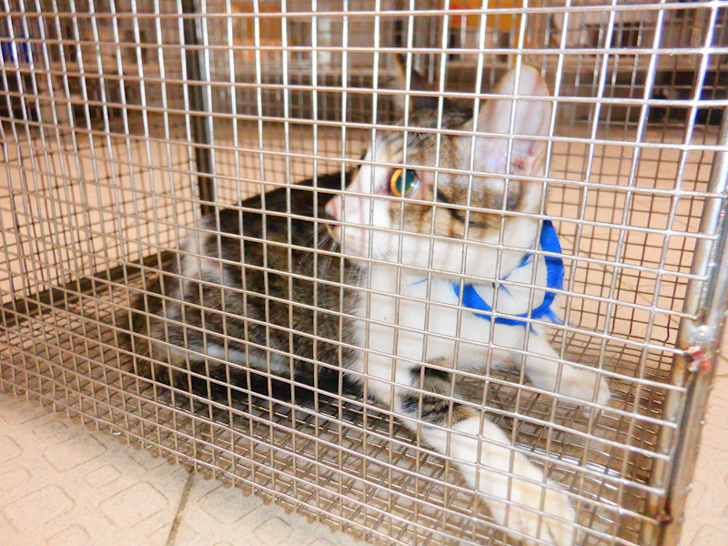 南投縣公立動物收容所,編號:466033, 混種貓                 