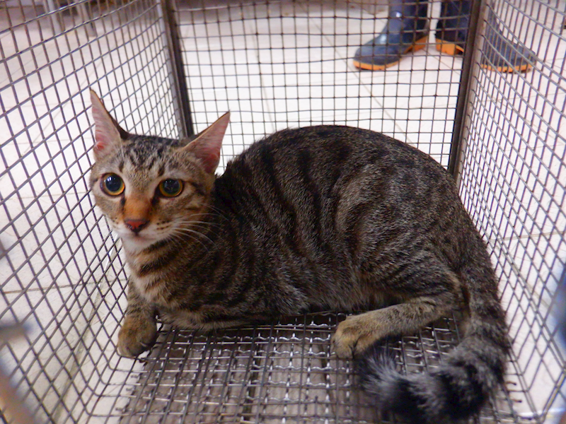 南投縣公立動物收容所,編號:466029, 混種貓                 