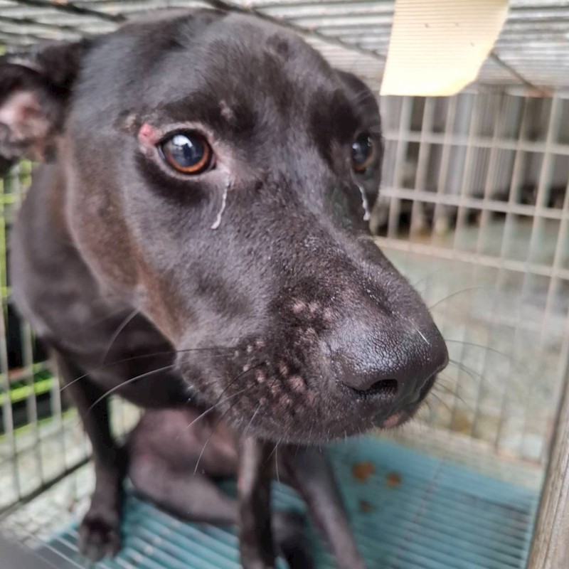 臺南市動物之家善化站,編號:466336, 混種犬          