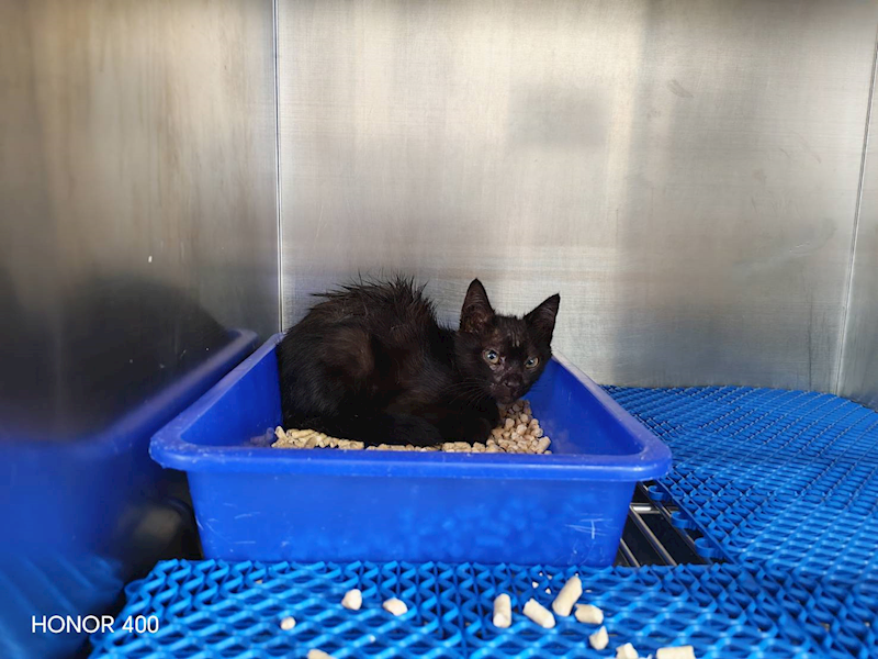 桃園市動物保護教育園區,編號:451517, 混種貓                 