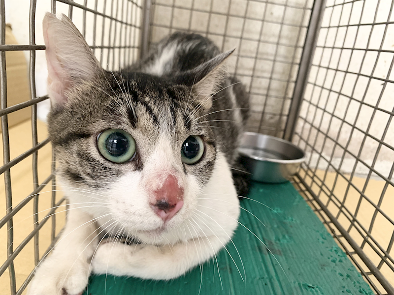臺北市動物之家,編號:466435, 混種貓                 