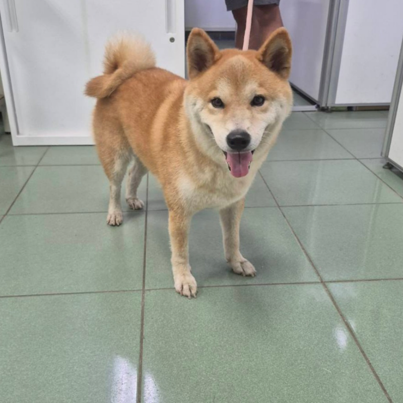 臺南市動物之家善化站,編號:466181, 柴犬                  
