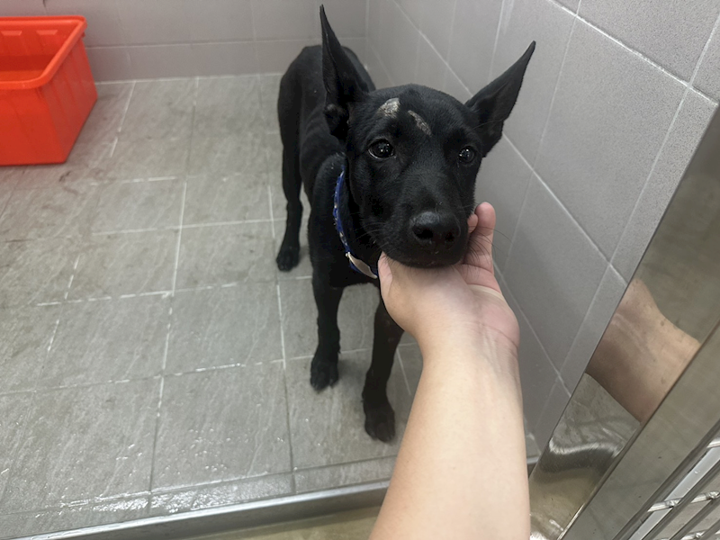 桃園市動物保護教育園區,編號:464732, 混種犬          