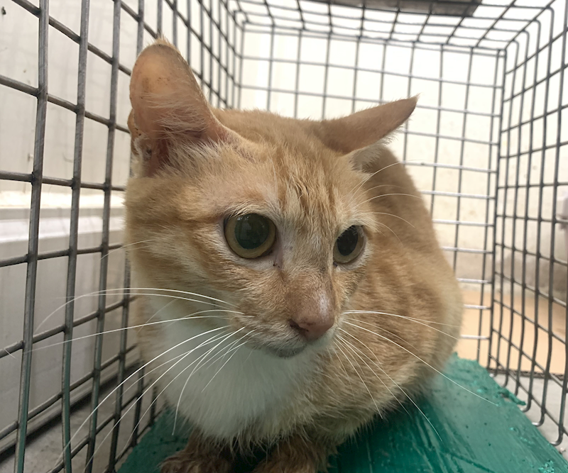 臺北市動物之家,編號:437195, 混種貓                 