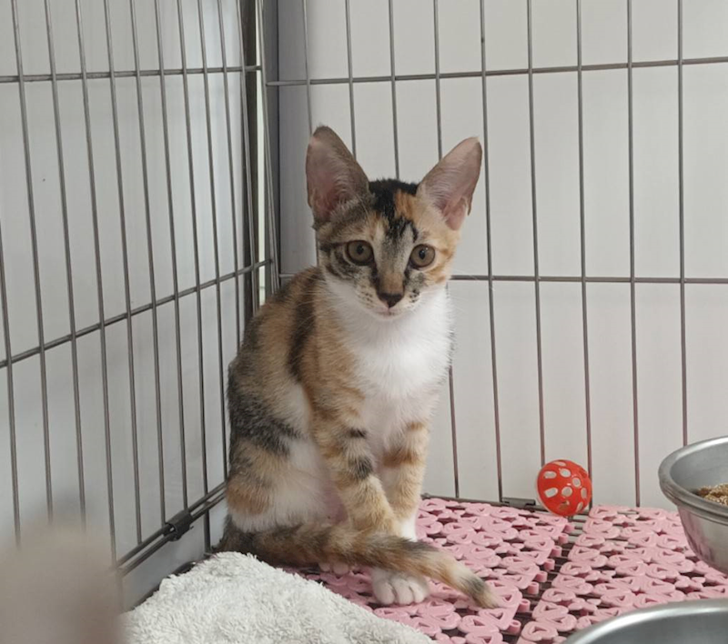 新北市板橋區公立動物之家,編號:466604, 混種貓                 