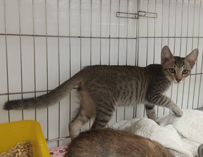 新北市板橋區公立動物之家,編號:466602, 混種貓                 