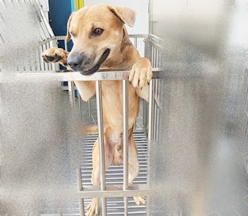 臺中市動物之家后里園區,編號:462238, 混種犬          