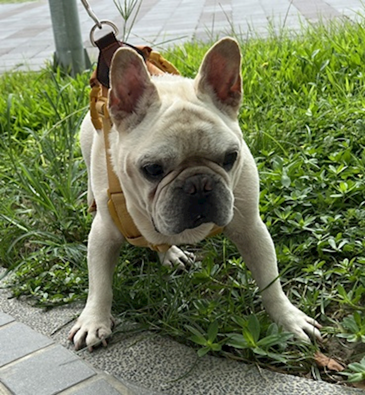 臺中市動物之家后里園區,編號:465150, 鬥牛犬(英國)