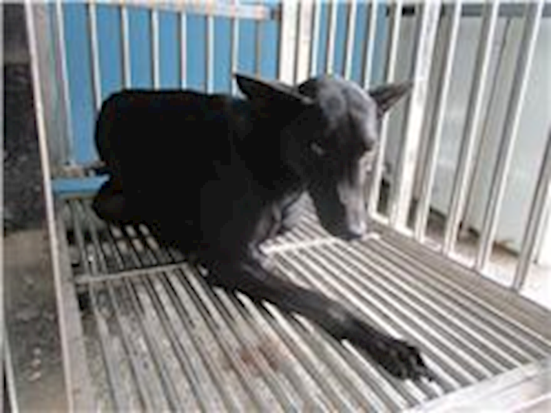南投縣公立動物收容所,編號:233421, 混種犬          