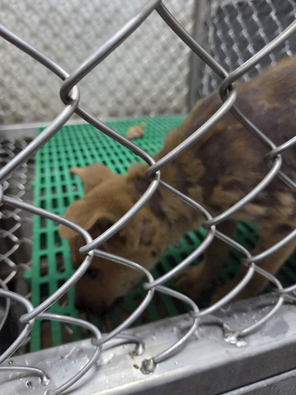 臺東縣動物收容中心,編號:466308, 混種犬          