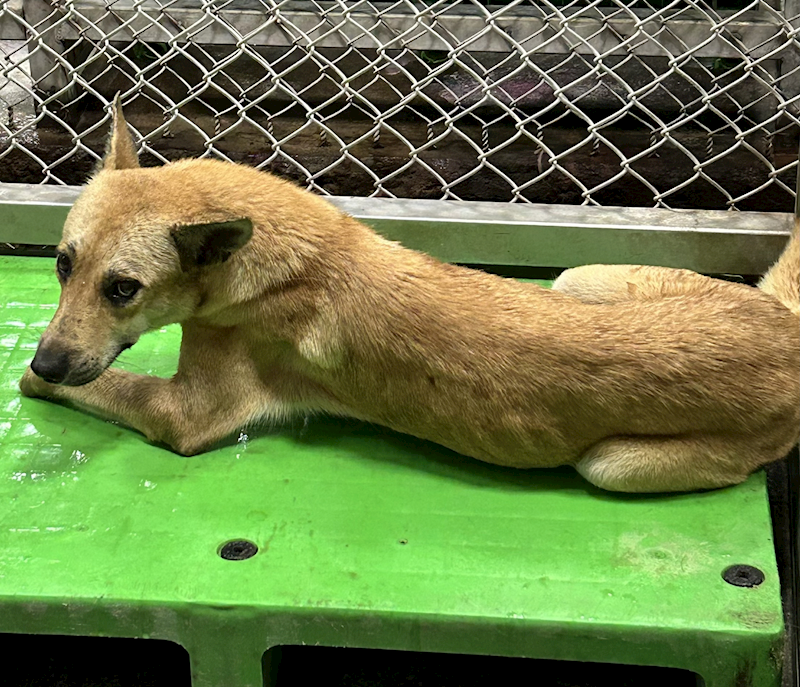 臺東縣動物收容中心,編號:466588, 混種犬          