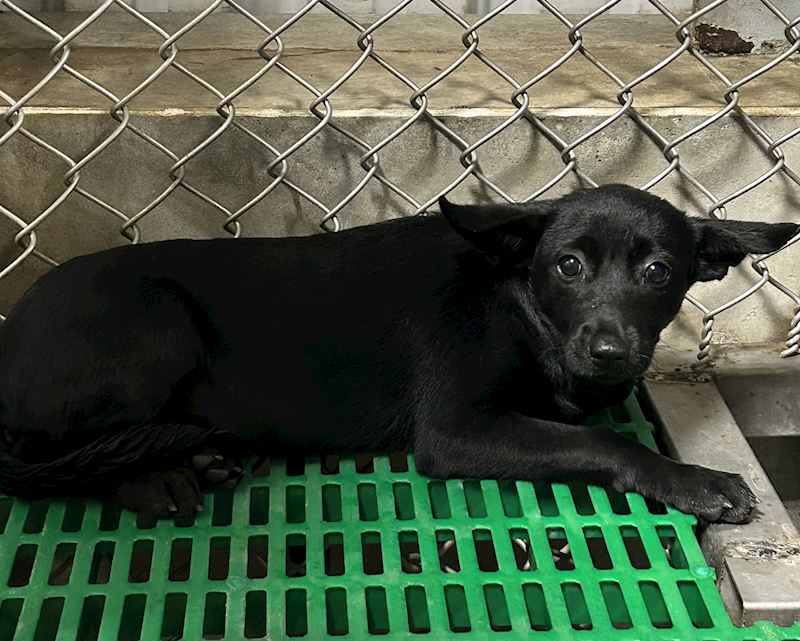 臺東縣動物收容中心,編號:466585, 混種犬          