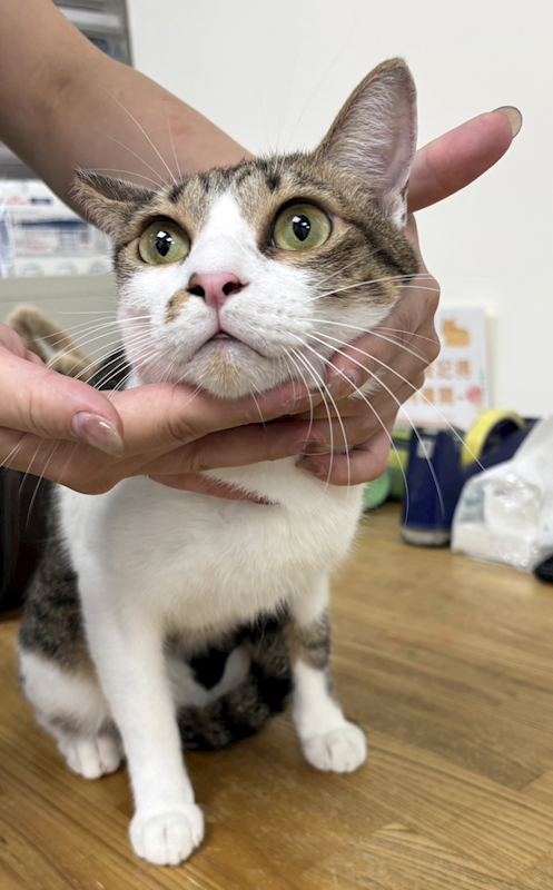 新北市五股區公立動物之家,編號:466553, 混種貓                 