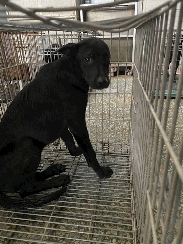 臺南市動物之家善化站,編號:466548, 混種犬          